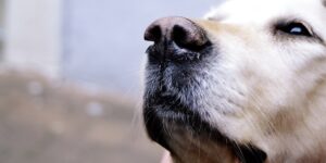 Gold Labrador face